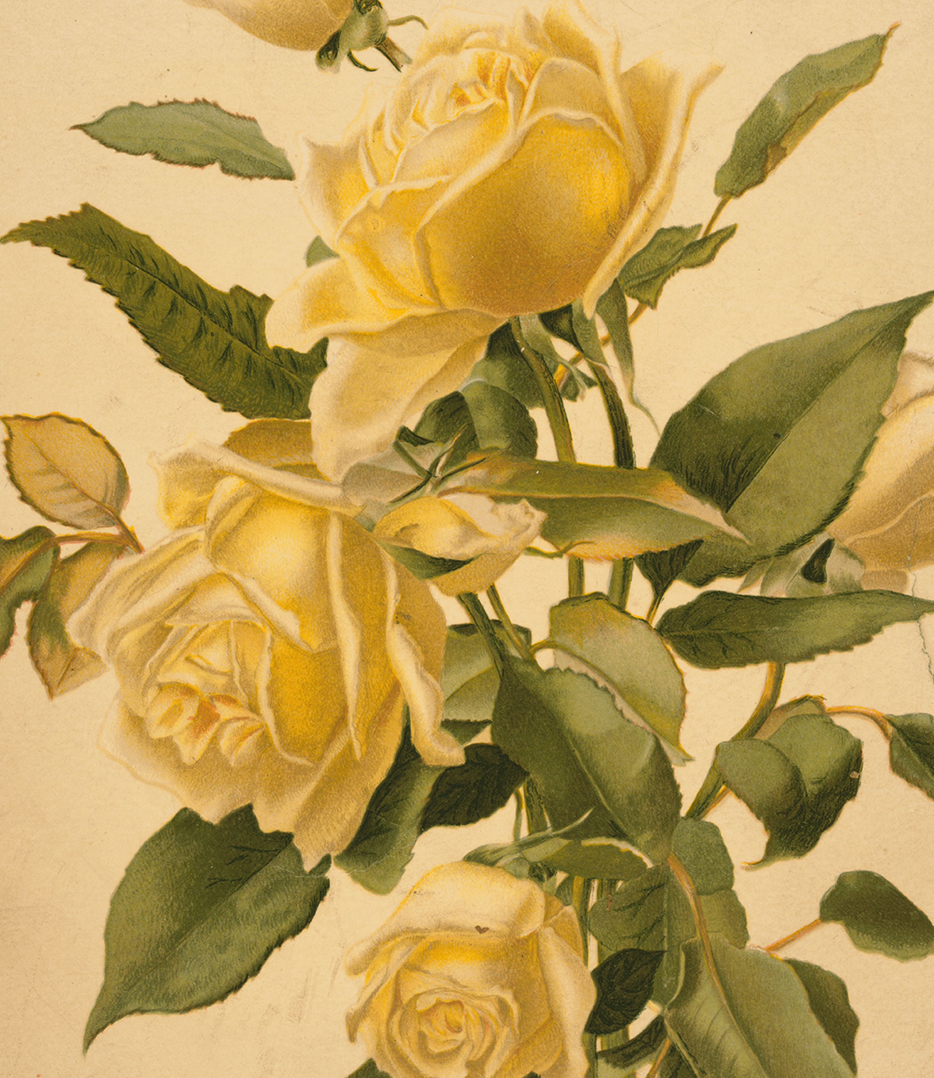 Detailed drawing of yellow roses on a stem with many green leaves.